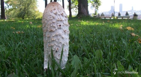 Le coprin, champignon urbain du voisinage limoulois - Jean Cazes
