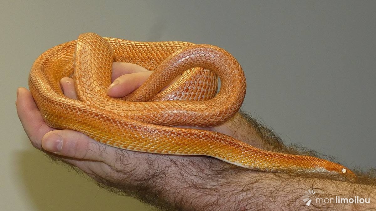 G2, serpent des blés, États-Unis.