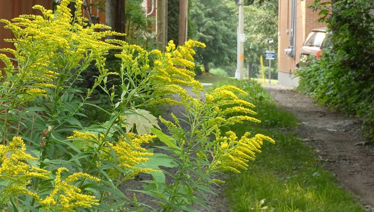 Flore et faune locales : la verge d'or et ses fleurs ensoleillent la fin de l'été - Jean Cazes