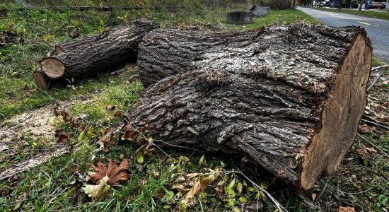 Hydro-Québec abat plusieurs arbres dans Maizerets - Olivier Alain