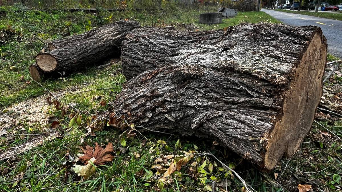 Hydro-Québec abat plusieurs arbres dans Maizerets | 16 octobre 2023 | Article par Olivier Alain